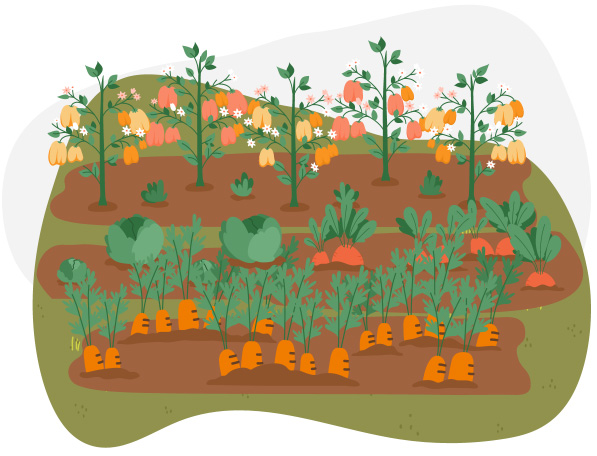 Hortisketch garden illustration