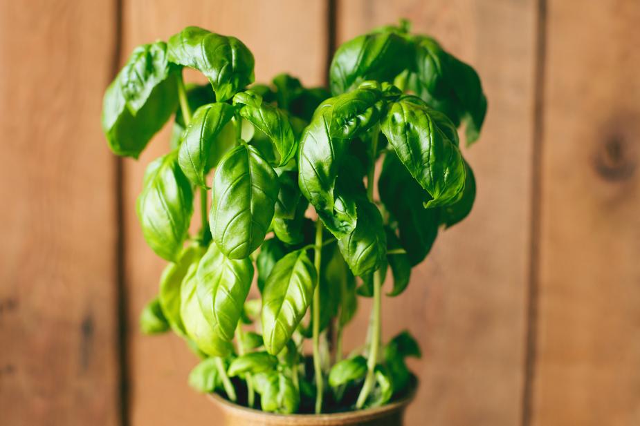 Fresh basil plant