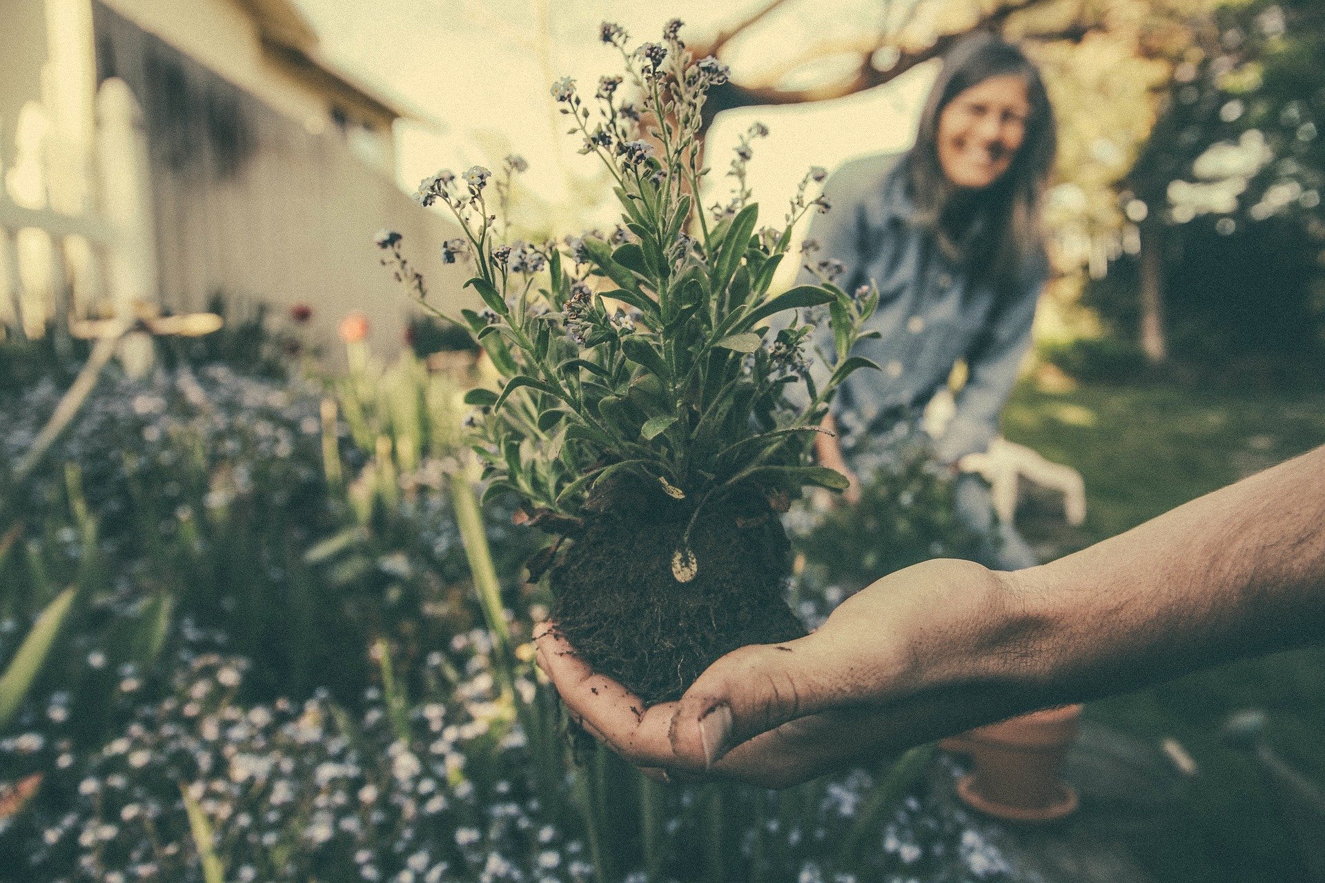 Man holding plant with roots and dirt exposed