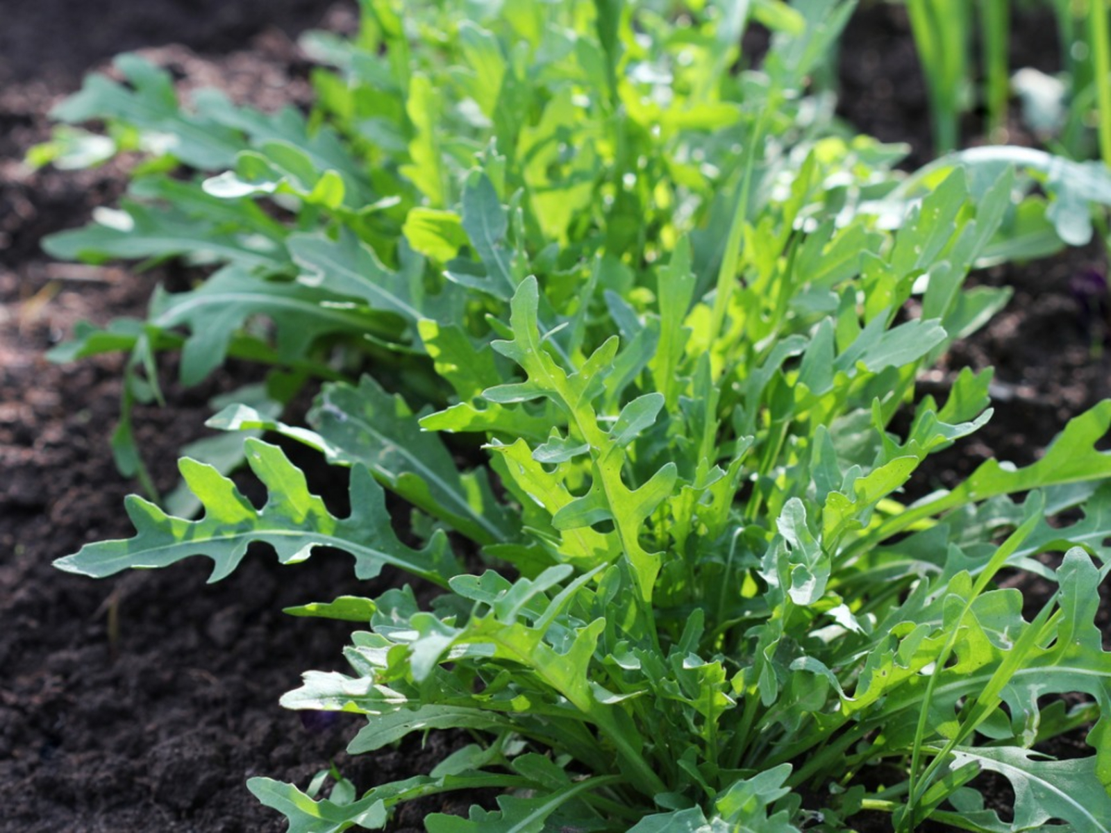 Woody Perennials