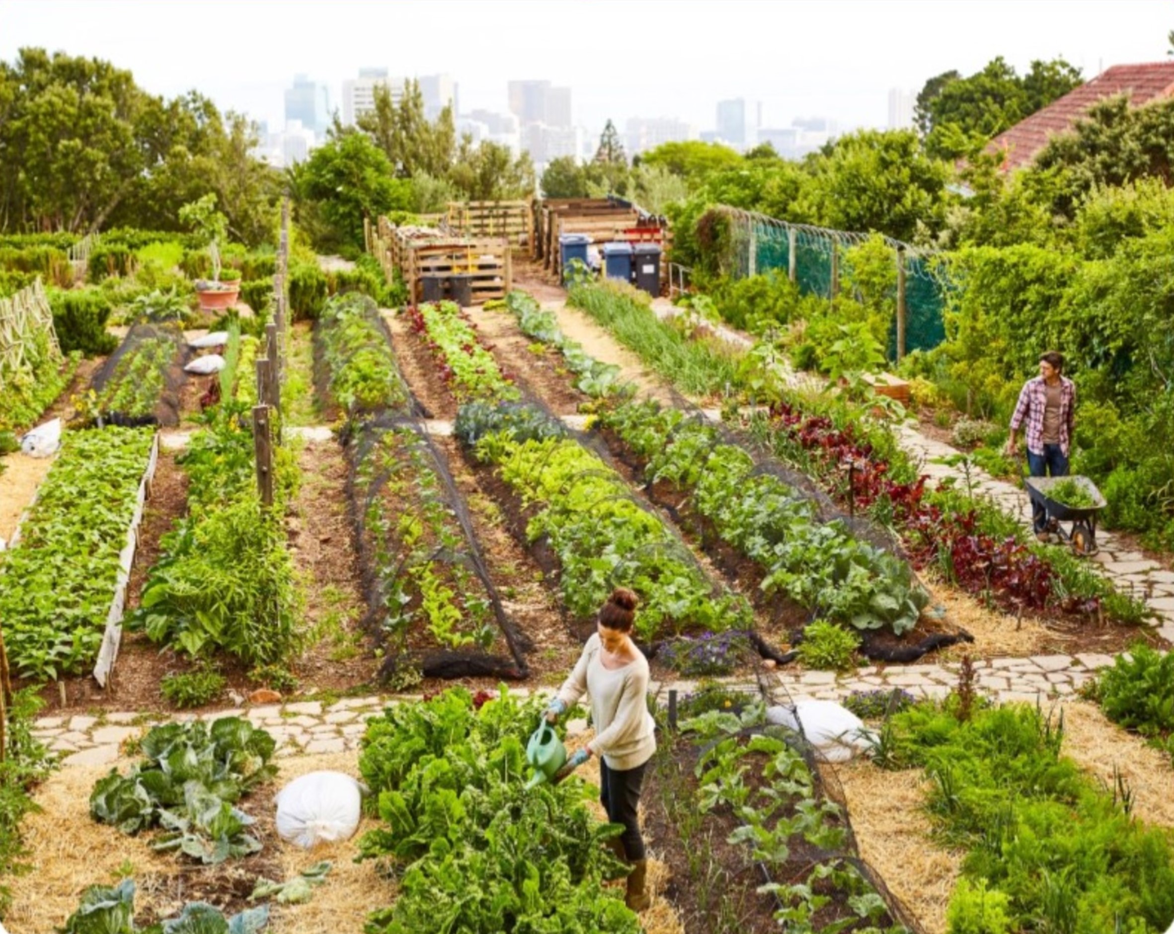 LOOKING TO EXPAND YOUR VEGETABLE GARDEN? GET TIPS FROM THE PROS.